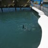 Защитное покрытие бетонных дорожек и сцены дельфинария